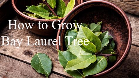 HOW TO PLANT LAUREL SEEDS (Bay Leaf) .